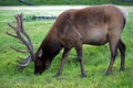 Caribou Royalty Free Stock Photo