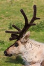 Caribou Royalty Free Stock Photo