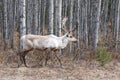 Caribou Royalty Free Stock Photo