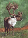 Caribou