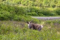 Caribou Alaska