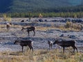 Caribou Alaska Highway Yukon Canada