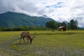 caribou in Alaska Wildlife Conservation Center, Alaska