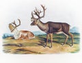 Caribou illustration