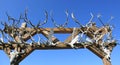 Caribou Antlers Royalty Free Stock Photo