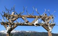 Caribou Antlers Royalty Free Stock Photo