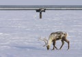 Caribou with antlers feeding on snow-covered tundra with oilfield pipeline in daytime Royalty Free Stock Photo