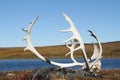 Caribou Antlers found on the arctic tundra Royalty Free Stock Photo