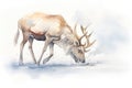 caribou blowing hot breath in the frigid arctic air Royalty Free Stock Photo