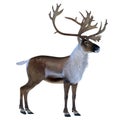 Caribou Buck Animal