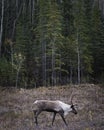 Caribou Buck and forest