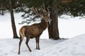 Caribou in Canadian Winter