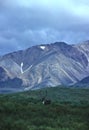 Caribou Bull in the Alaska Range