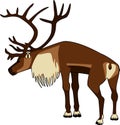 Caribou Bull Royalty Free Stock Photo