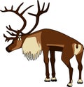 Caribou Bull