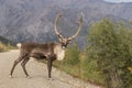 Caribou Bull Standing in Road in Denali N. P. Royalty Free Stock Photo