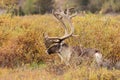 Caribou Bull in Velvet in Alaska Royalty Free Stock Photo