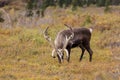 Caribou Bull in Velvet Royalty Free Stock Photo