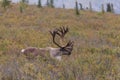 Caribou Bull in Velvet Royalty Free Stock Photo