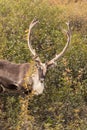 Caribou Bull in Velvet Royalty Free Stock Photo