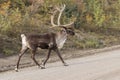 Caribou Bull in Velvet Crossing Road Royalty Free Stock Photo