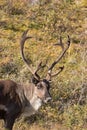 Caribou Bull in Velvet Portrait Royalty Free Stock Photo