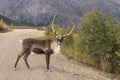 Caribou Bull in Velvet in Road Royalty Free Stock Photo