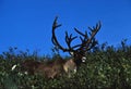Caribou Bull in Willows Royalty Free Stock Photo