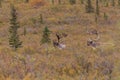 Caribou Bulls in Velvet in Alaska Royalty Free Stock Photo