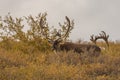 Caribou Bulls in Velvet Royalty Free Stock Photo