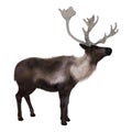 Caribou