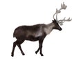 Caribou