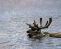 Caribou deer in growing antlers swim across the river during the summer seasonal migration Royalty Free Stock Photo
