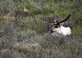 Caribou in Denali National Park Royalty Free Stock Photo