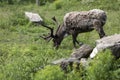 Molting Caribou Eating