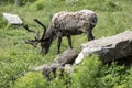 Molting Caribou Eating Grass Royalty Free Stock Photo