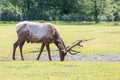 Caribou Feeding in Grass