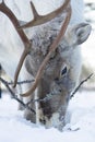 Caribou feeding on lichen Royalty Free Stock Photo