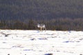 Caribou in Gros Morne National Park
