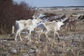 Caribou in Gros Morne Park Royalty Free Stock Photo