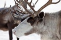 Group of caribou Royalty Free Stock Photo