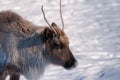 Caribou head close-up in winter.