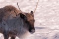 Caribou head close-up in winter.