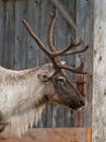 Caribou head with nice antler