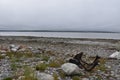 A caribou head on the shores of James Bay