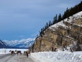 Caribou herd on the Alaska Highway