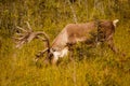 Caribou with huge antlers in pasture in Kenai, Alaska Royalty Free Stock Photo