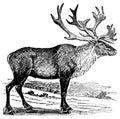 Caribou I Antique Animal Illustrations Royalty Free Stock Photo