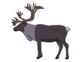 Caribou illustration vector.Caribou stock image vector