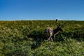 Caribou looking for food in Denali National Park in Alaska Unite